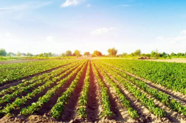 Sector Agricultura